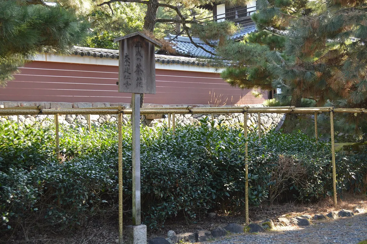 Clipped tea bushes behind a bamboo fence with a signboard and a red-brown tiled wall beyond, in the grounds of Kennin-ji temple in Kyoto